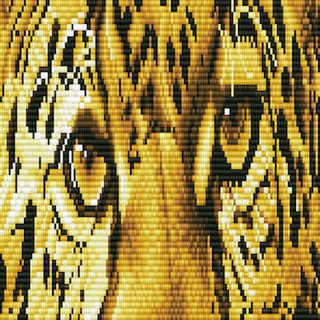 Intermediate - Leopard Spy