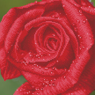Intermediate - Rose Dew